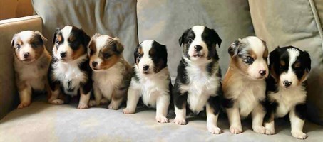 Kennel Limistars